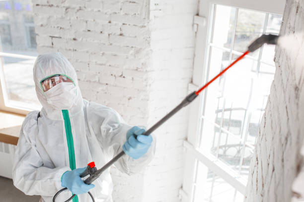 Reliable North Ogden, UT Mold Removal Solutions