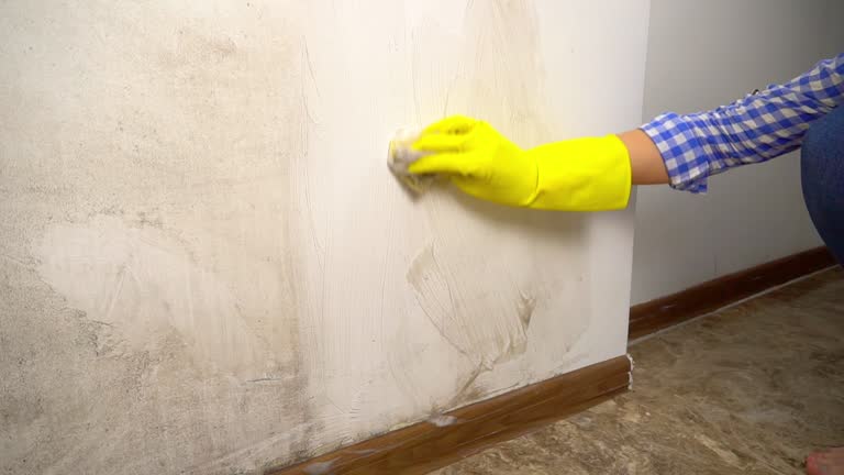 Best Mold Documentation for Insurance Claims  in North Ogden, UT