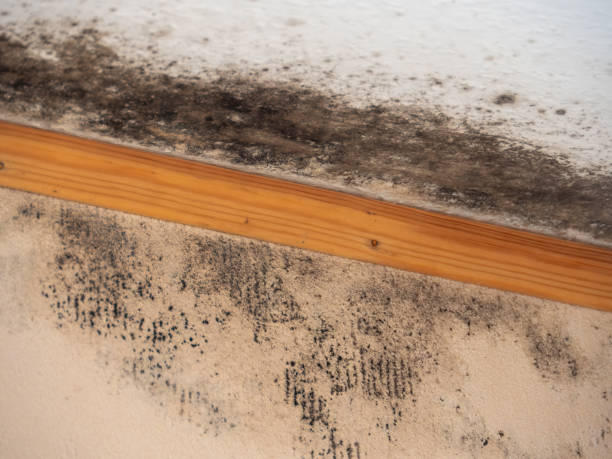 Best Dehumidification Services  in North Ogden, UT